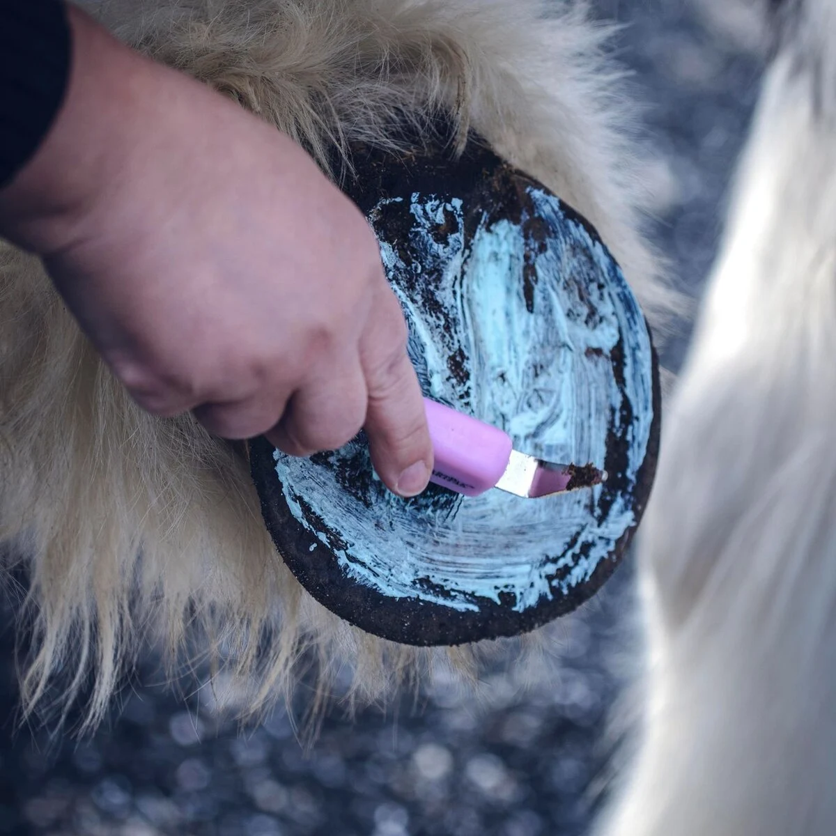 Equiderma Thrush & Whiteline Treatment - Image 3